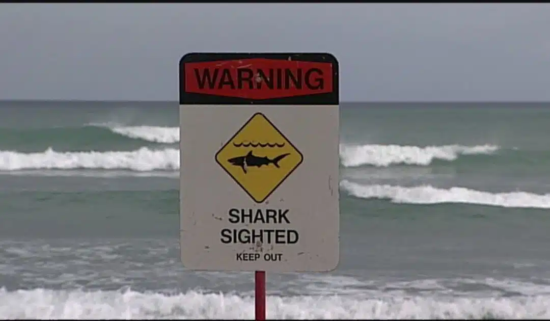 Yelling Shark at the Beach